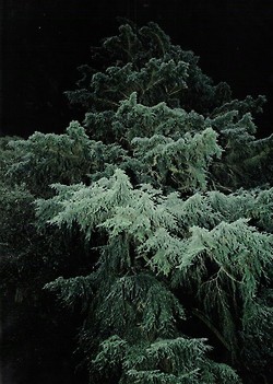 tumblr_mfhdz6w3nf1qzgyxho1_r1_250